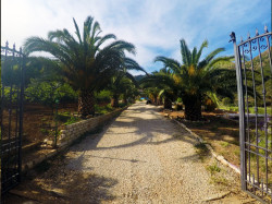 Viale