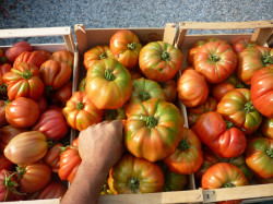 Prodotti Azienda agricola